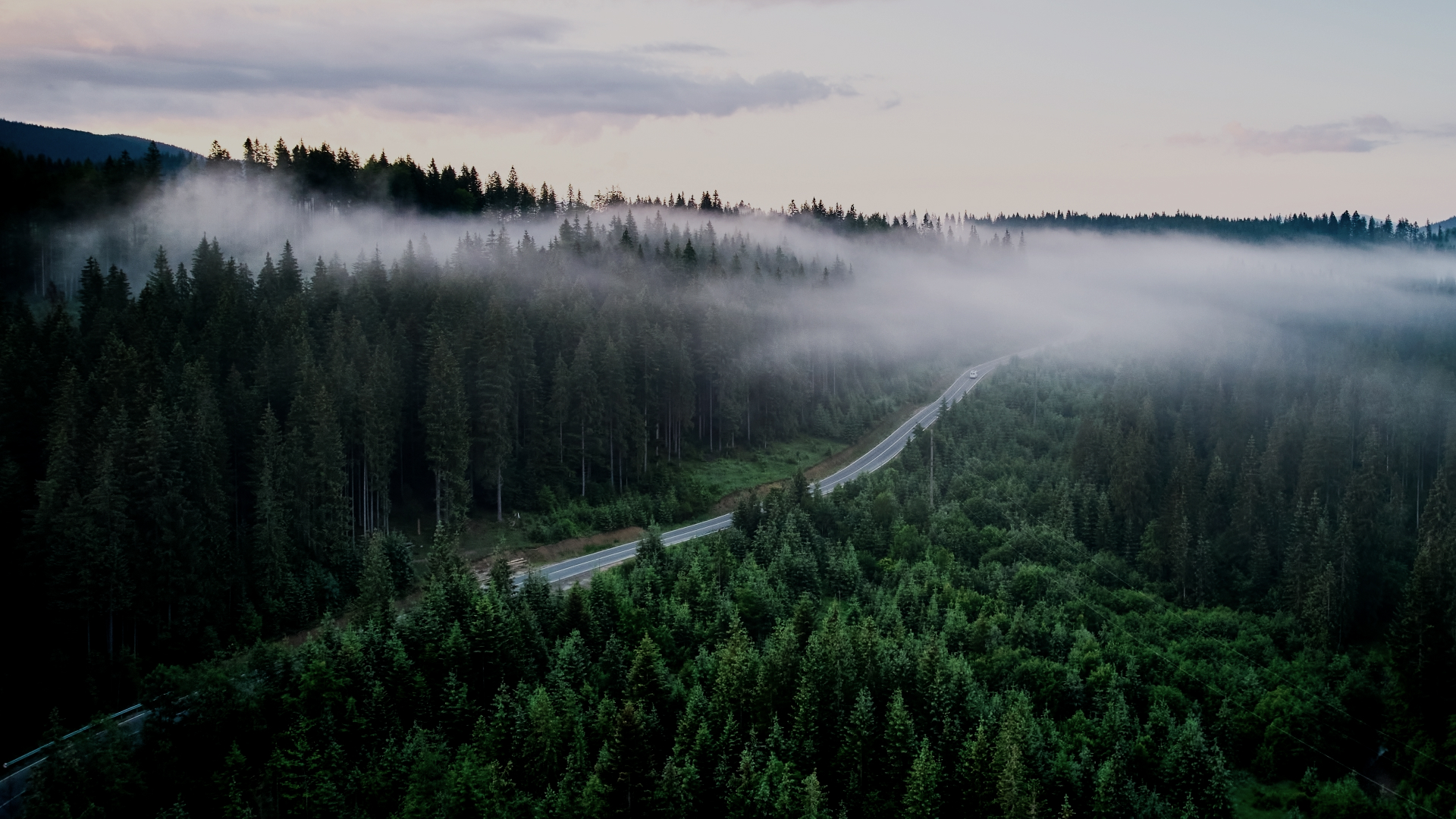 포레스트자산운용 메인 비주얼 - Grow with Forest Asset Management Generate World-Class Investment Returns with Forest Asset Management